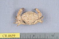 藏品(特異大權蟹)的圖片